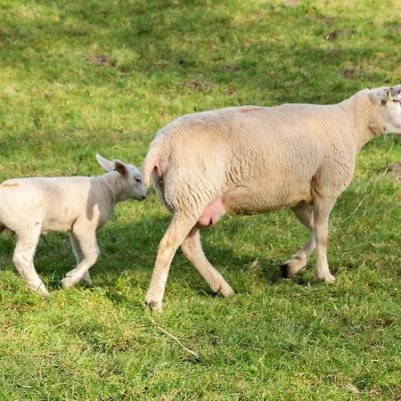 Gaestehaus Vogel Affittacamere Horumersiel